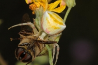 *(17800) Une araigne crabe et sa proie, une eristale. (Araneae - Thomisidae - Thomisus onustus) (Diptre - Syrphidae - Eristalis sp.)